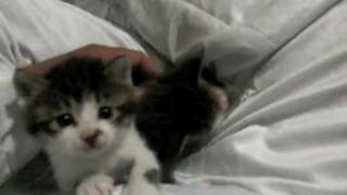 仔猫三兄弟:その1 20090527