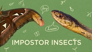 Nature&#39;s Masters Of Disguise | Maddie About Science