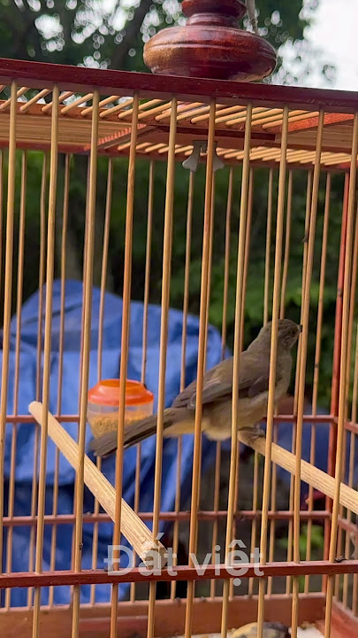 Tiếng chim hoành hoạch vàng.