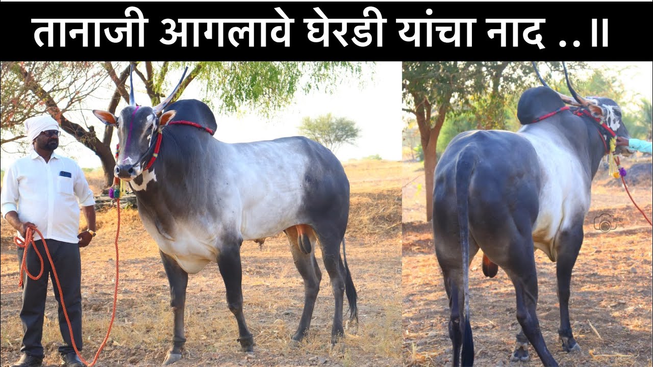 तानाजी आगलावे घेरडी mo:-91 96996 47942