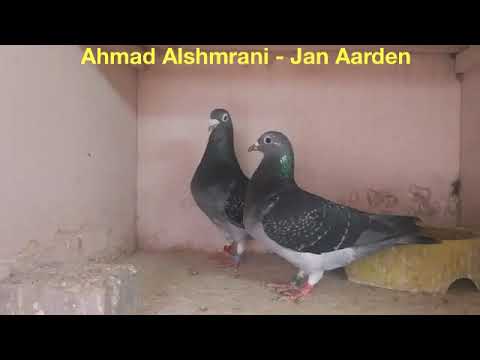 سوبر جان آردن من أفضل حمام المسافات الطويلة