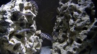 Julidochromis marlieri and Julidochromis sp. &quot;Gombe&quot;