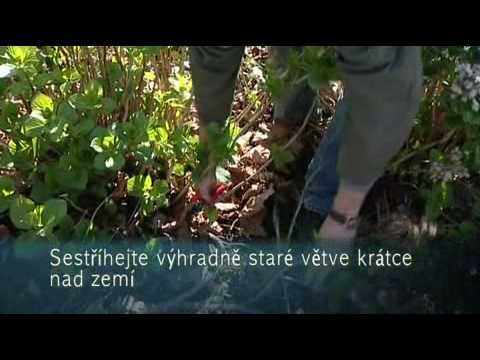 Video: Velkolepé Odrůdy Hortenzie Velkolisté, Které úspěšně Rostou Ve Středním Pruhu