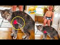 Funniest Cats And Dogs - Best Funny Animal Videos 2022 🤣