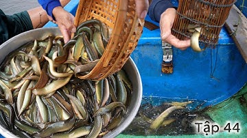 cuộc sống " Săn B.ắt Mùa Nước Nổi " năm 2025 - Tập 44 | Gấc Quê