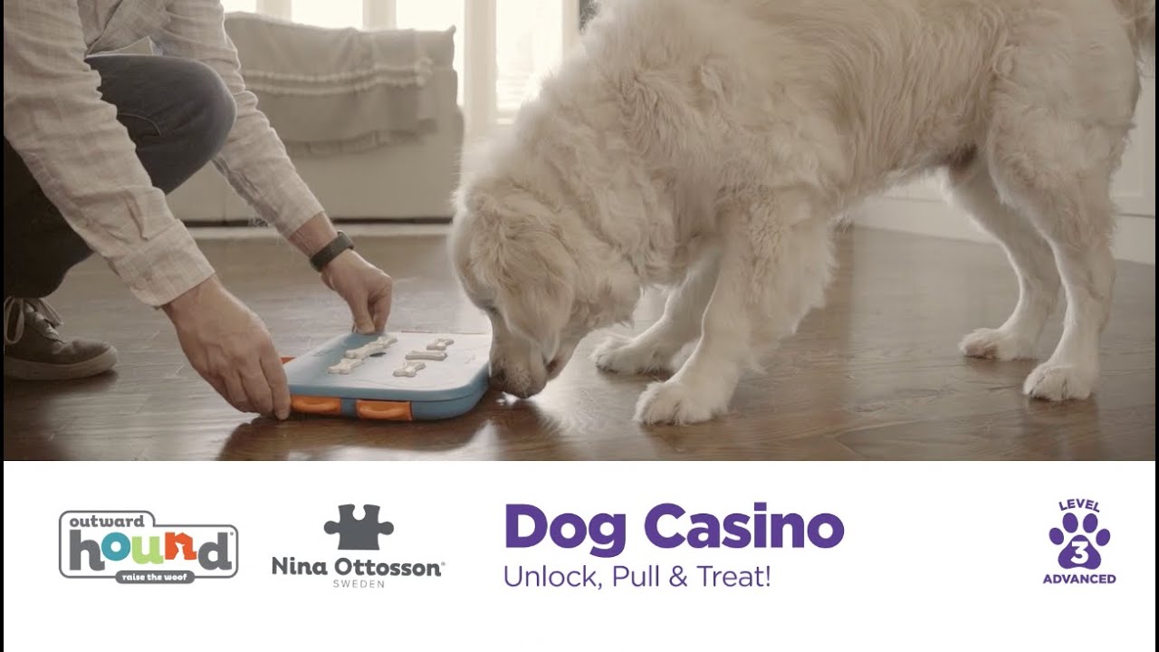 Outward Hound Nina Ottosson Puppy Dog Treat Puzzle-Casino- Level 3  (Advanced)