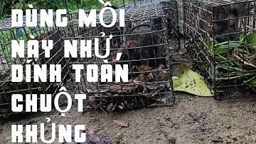 Bẫy chuột đồng bằng lúa, khoai lang |cuộc sống thôn quê |anh 5 Miền Tây