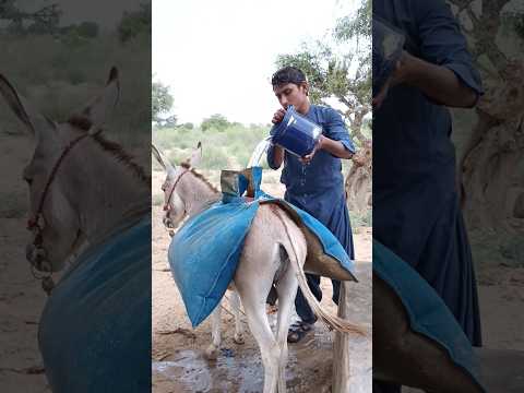 أ ش ار ٱل ح م ار ب ف م ه إ ل ى ٱلر ج ل ل ي وق ف م ا ي ف ع ل م ن ظ ر م ف اج ئ و م س ل
