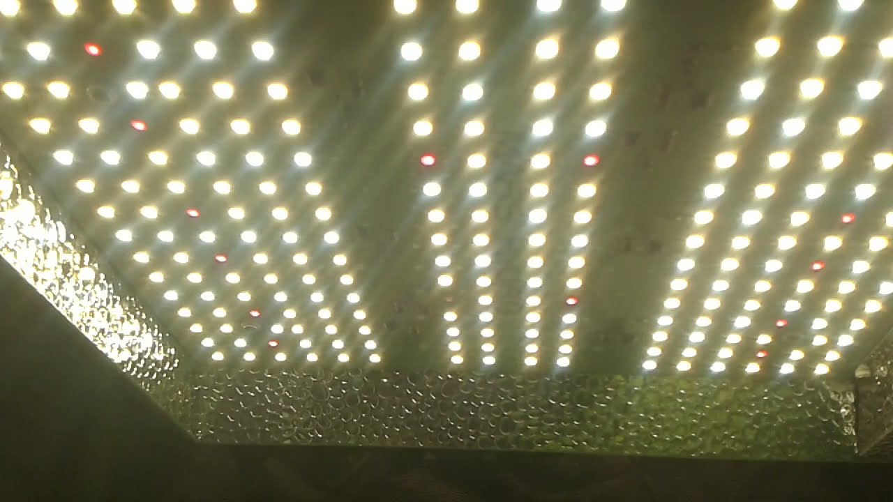 auto-floraison 6e semaines de culture sous LEDS 2 LSD25 + 3 GRAPEDEFRUIT.