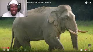 How Nature Accidentally Created the Perfect Animal... Reaction👀