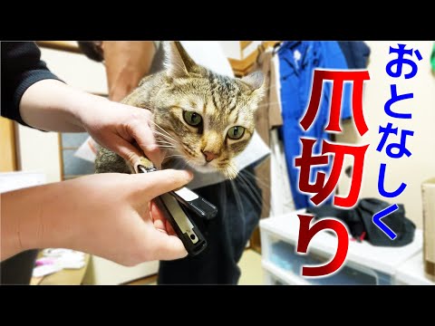 猫がおとなしく爪切りさせてくれる方法を試してみた