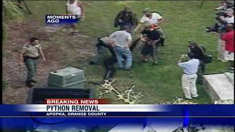 Video Shows 'Very Large' Burmese Python