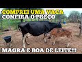 COMPREI UMA VACA - VEJA O PREÇO