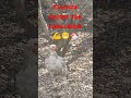دجاجة تنجح في تحدي الوقوف على رجل واحدة A Chicken Succeeds In The Challenge Of Standing On One Leg 
