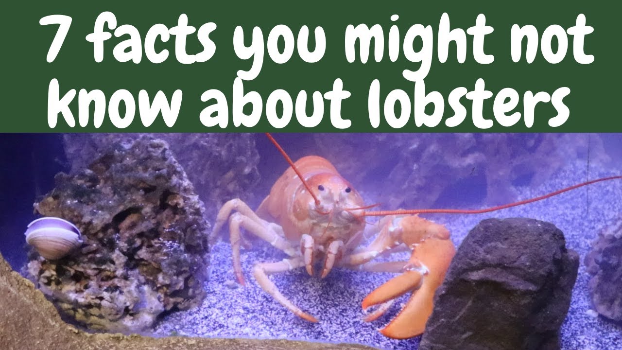 7 facts you might not know about lobsters YouTube
