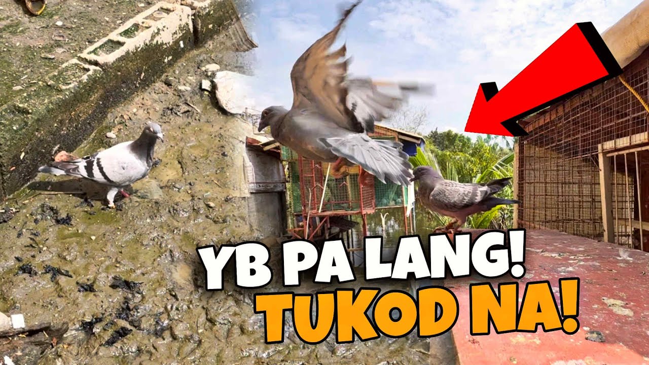 KALAPATI KO UNANG LIPAD HULOG AGAD