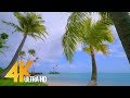 4K Beach Scene - Pacific Ocean Beach with Palm Trees - 5 HRS