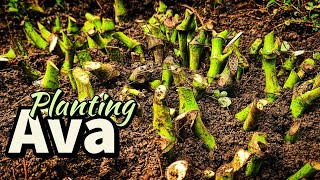 THE PLANT THAT  GETS YOU RELAXED | AVA SAMOA  |  WE'RE PLANTING KAVA | SAMOANFARMER