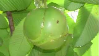 Health Benefits of Elephant Apple