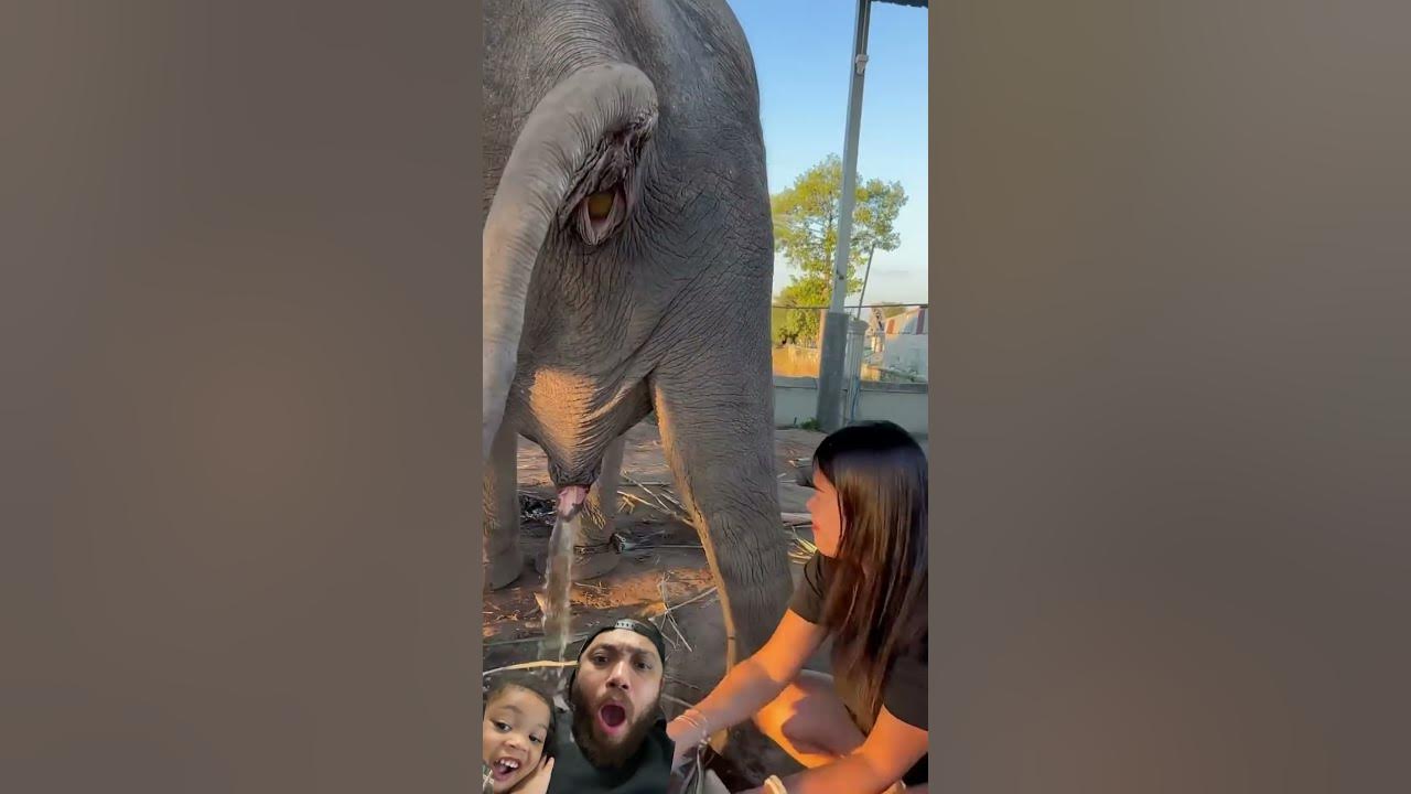 asian pee outdoor WILD VIDEO ⁉️ Lady catches falling elephant turds, then rubs elephant pee  on her face. 🐘😱 #Gross - YouTube