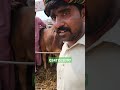 Who took FIVE کھیرے Bachray From Waseem Cattle Farm Renala Khurd Okara | Bachra Farming