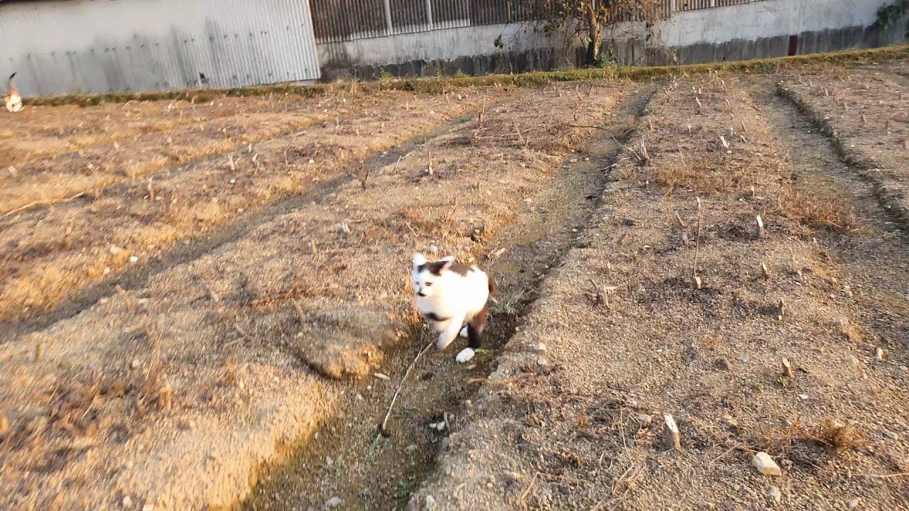 산책 조교냥 아루없이 새끼냥들만 데리고 산책이 가능할까?