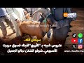سبحان الله عتروس شبيه بـ الأروي لقيناه فسوق مريرت الأسبوعي شوفو الشكل ديالو الجميل سبحان الله عتروس شبيه بـ الأروي لقيناه فسوق مريرت الأسبوعي شوفو الشكل ديالو الجميل