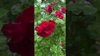 Летний дождь. ☔️ Краски природы. Про странные ответы на обращения. И зачем?