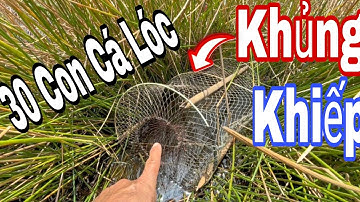 Trúng Đậm: Dính Hơn 30 Con Cá Lóc Khi Đặt Lờ Ở Ruộng Năng Bỏ Hoang