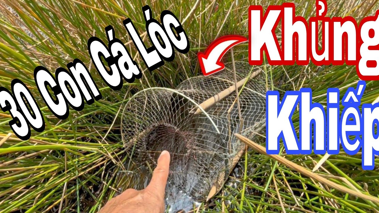 Trúng Đậm: Dính Hơn 30 Con Cá Lóc Khi Đặt Lờ Ở Ruộng Năng Bỏ Hoang