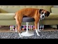 You can  39 t resist laughing while watching animals – Funny animal compilation