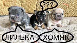 Я правильно выбрала себе щенка ??? Вот как всегда мне достаются одни фурии !