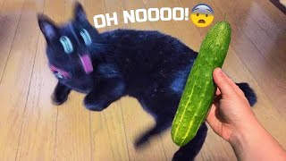 Try Not To Laugh 😂 New Funny Cats and Dogs Videos 😹🐶 Part 1 by Pets Parody 175,049 views 5 months ago 20 minutes