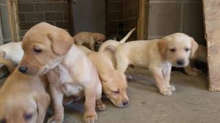 Yellow Pointing Lab Puppies