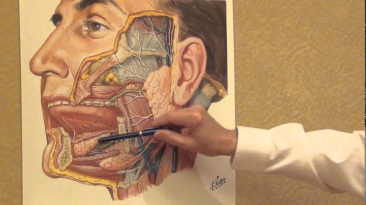 Netter's Atlas: Salivary Glands Plate, Discussed b...