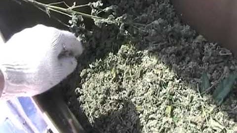 #1405 1000 Lbs of catnip drying [Davidsfarm]