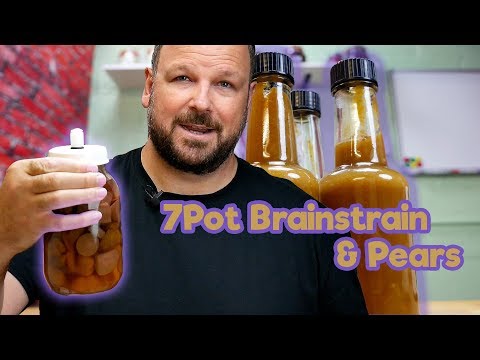 HOT SAUCE! 10 Month Ferment, 7pot Brainstrain Yellow and Pear chilli sauce