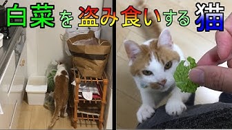 盗み食い Youtube