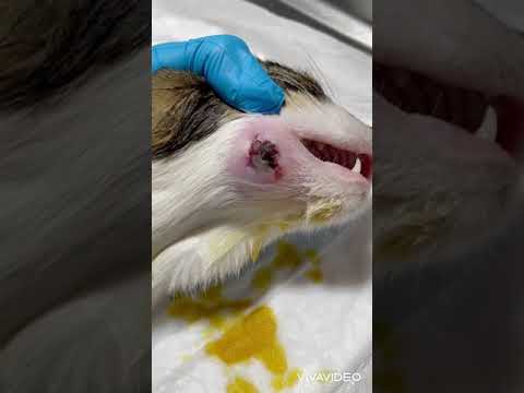 Video: Trifexis (Spinosad Plus Milbemycin Oxime) - Evcil Hayvan, Köpek Ve Kedi İlaç Ve Reçete Listesi