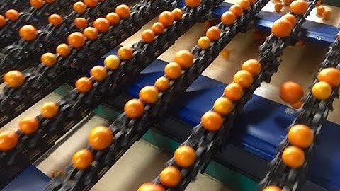 Oranges Sorted and Packed