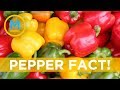 Fact green yellow and red bell peppers are all the same  your morning