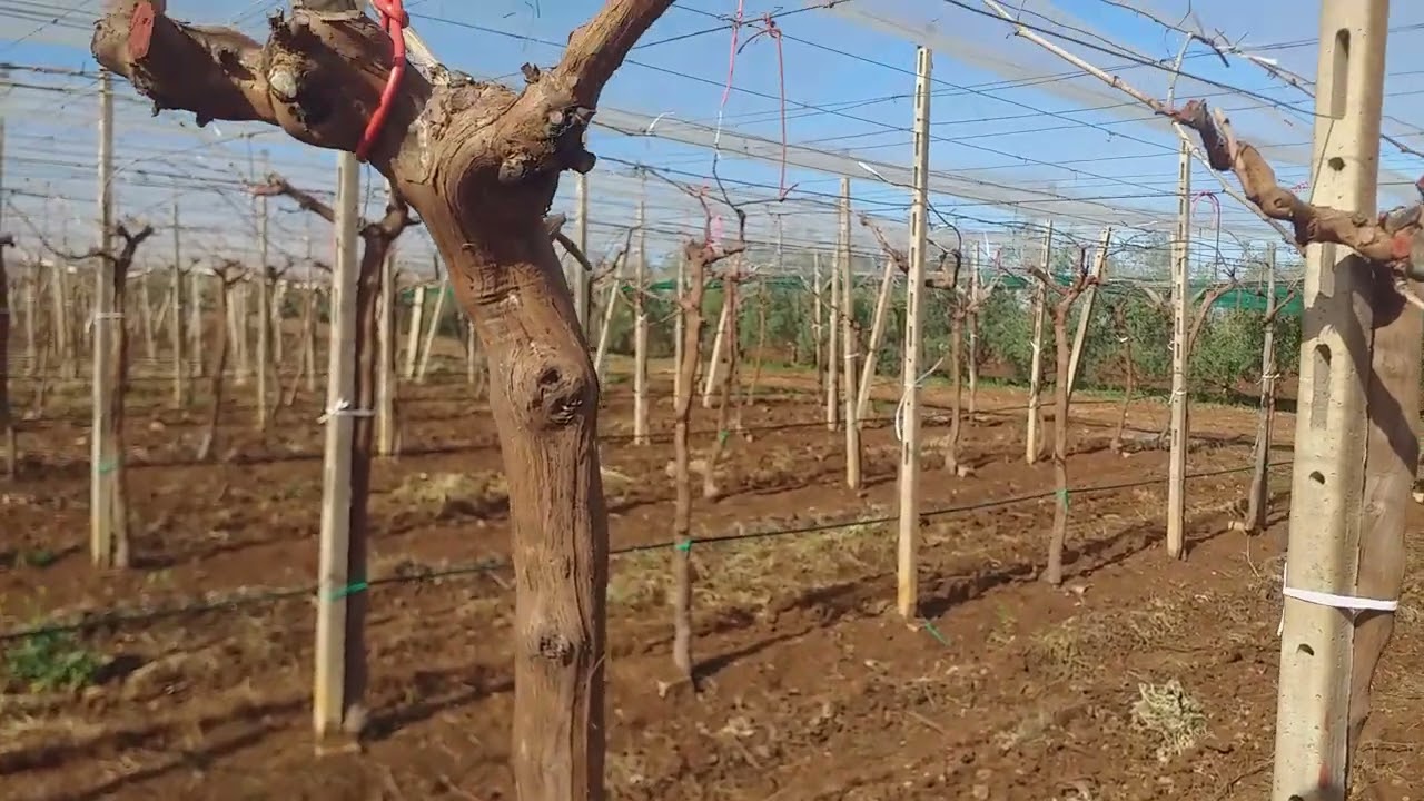 المرحلة الأولى من علاجات العنب موسكا إيطاليا معلومات جيدة the beginning  of mosca grape treatments n