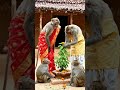 Jay Ram lala Jay jank lali #youtubeshorts #trending #bandar #ai #viral #viralchallenge