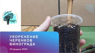 Новый способ! Укоренение черенков винограда 05.02.2024