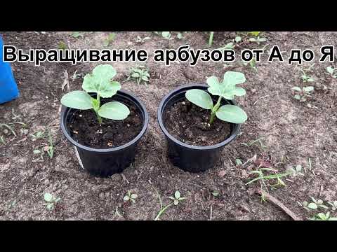 Выращивание арбузов рассадным способом.