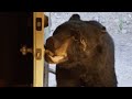 Black Bear Opens Homeowner S Door 