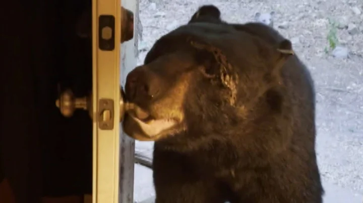 Black Bear Opens Homeowners Door