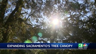 California congresswoman says expanding Sacramento's tree canopy could help underserved communities