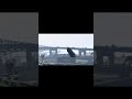GTA 5 Car Stunt No#10 😱 Insane Jump You Must See! #shorts
