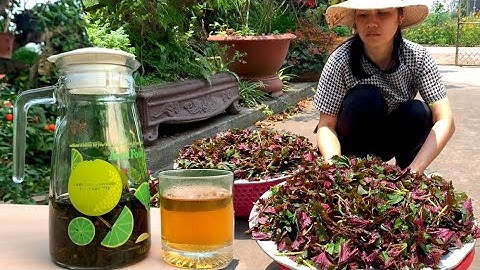 Cách làm trà tía tô | Tác Dụng Tuyệt Vời Cho Sức Khỏe và một số lưu ý khi sử dụng